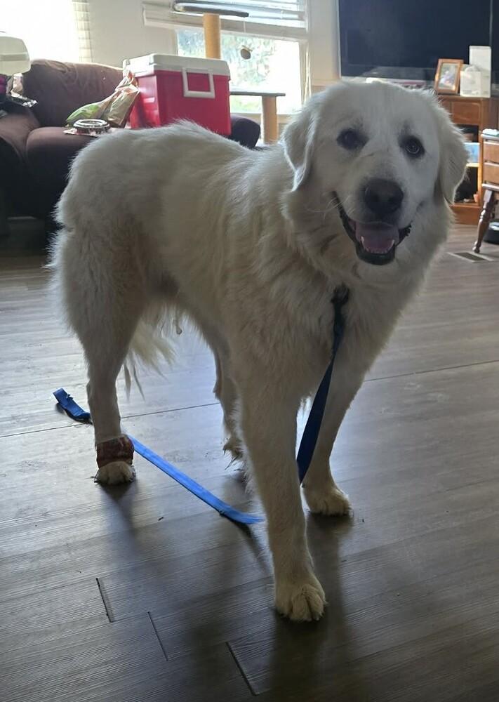 Enlarge Harold, a Adoptable mixed breed in Henniker, NH image 3/3