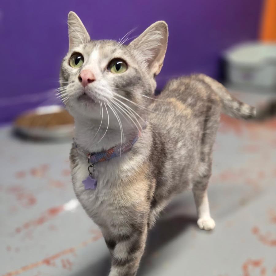 Wanda, Adoptable, Adult Female Domestic Short Hair.