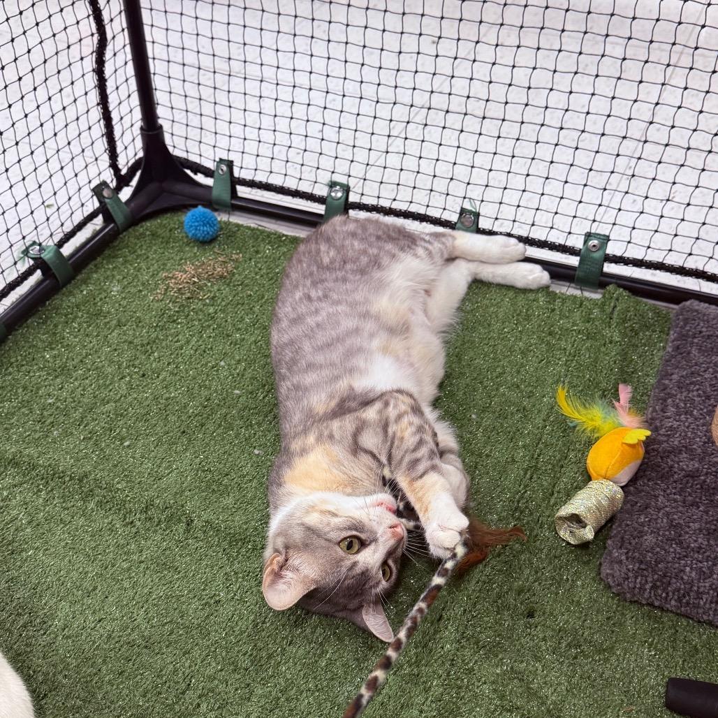 Enlarge Wanda, a Adoptable Domestic Short Hair in Asher, OK image 2/4