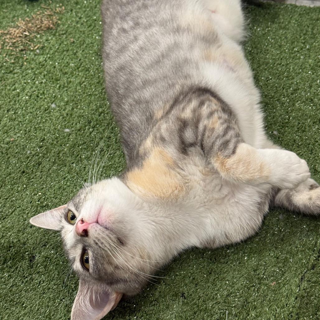 Enlarge Wanda, a Adoptable Domestic Short Hair in Asher, OK image 3/4