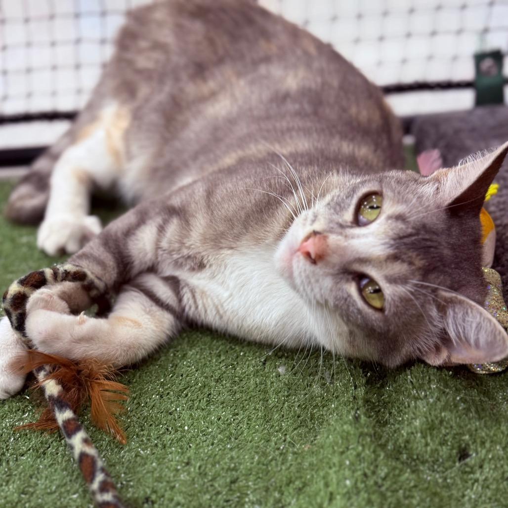 Enlarge Wanda, a Adoptable Domestic Short Hair in Asher, OK image 4/4