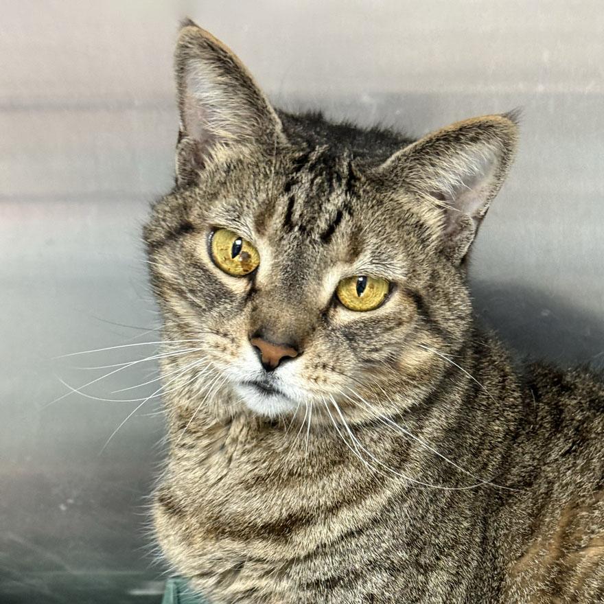 Freddie, Adoptable, Adult Female Domestic Short Hair.