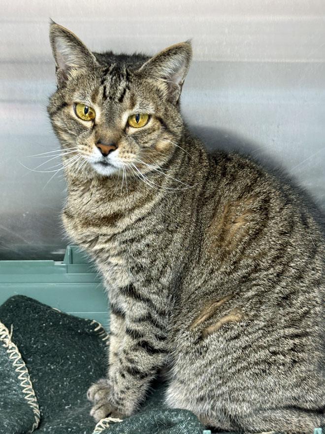 Freddie, a Adoptable Domestic Short Hair image 2/2