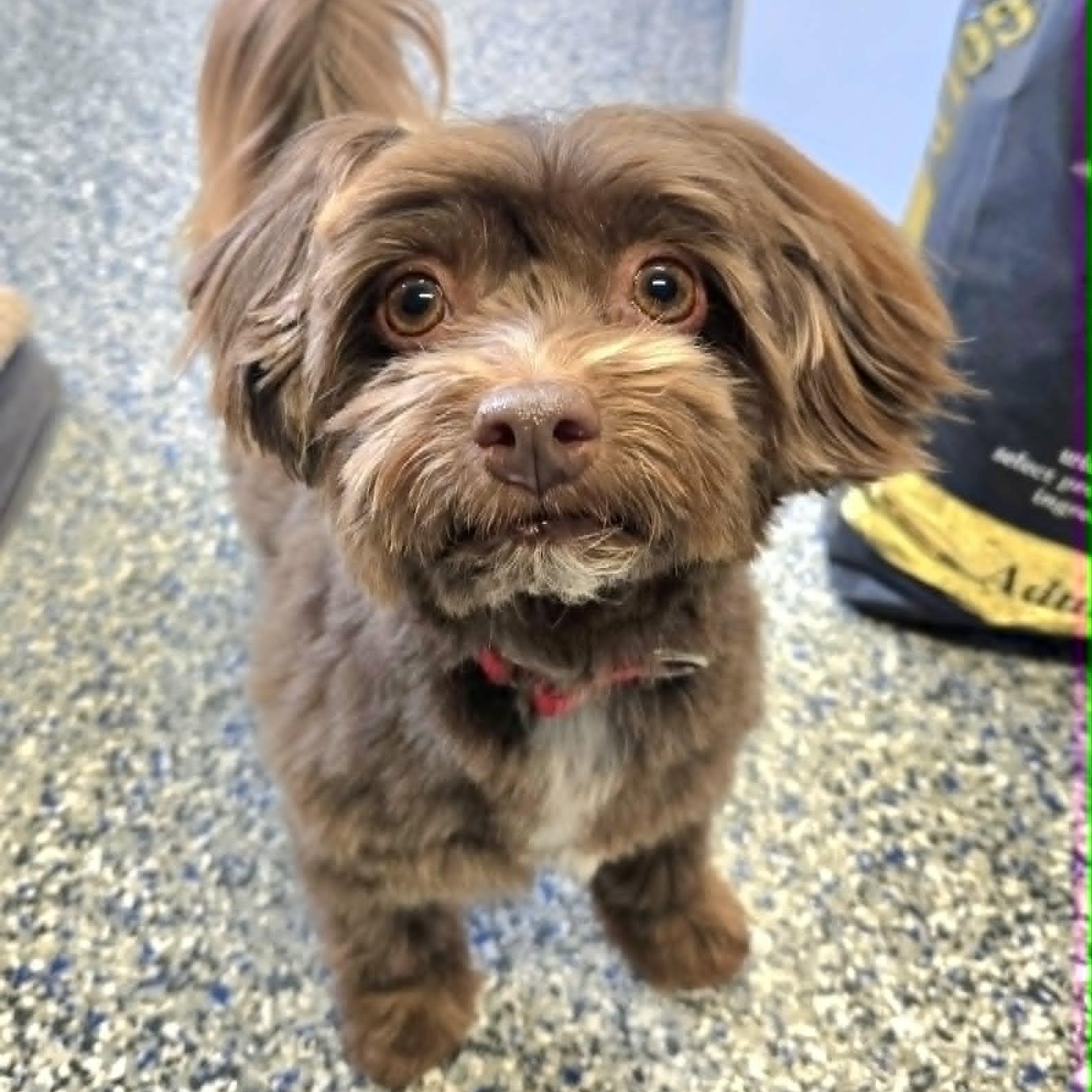 Gabriel, ADOPTABLE, Adult Male Havanese.