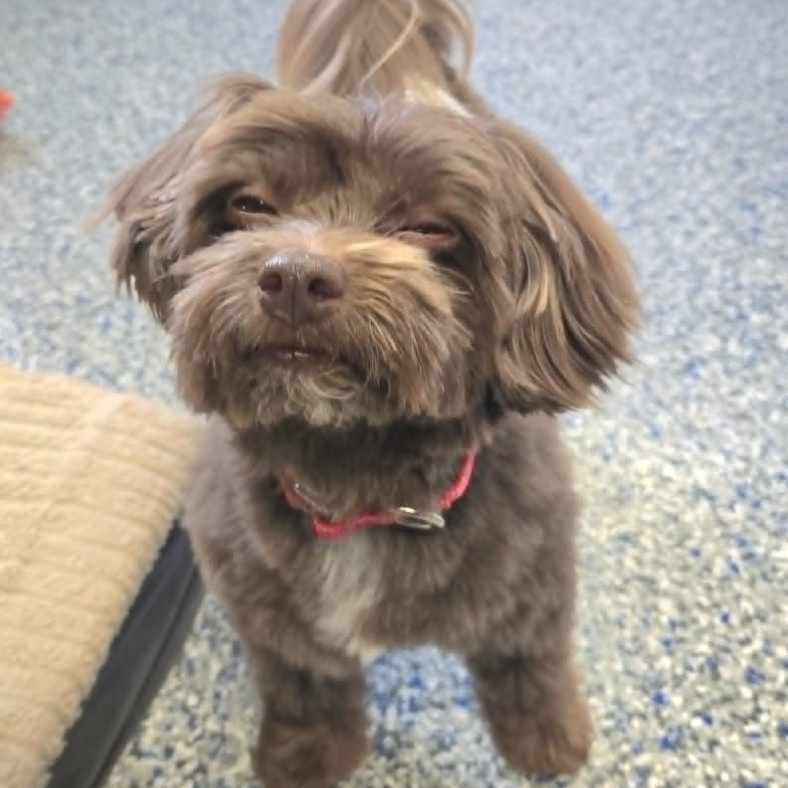 Enlarge Gabriel, a ADOPTABLE Havanese in Watertown, WI image 2/2