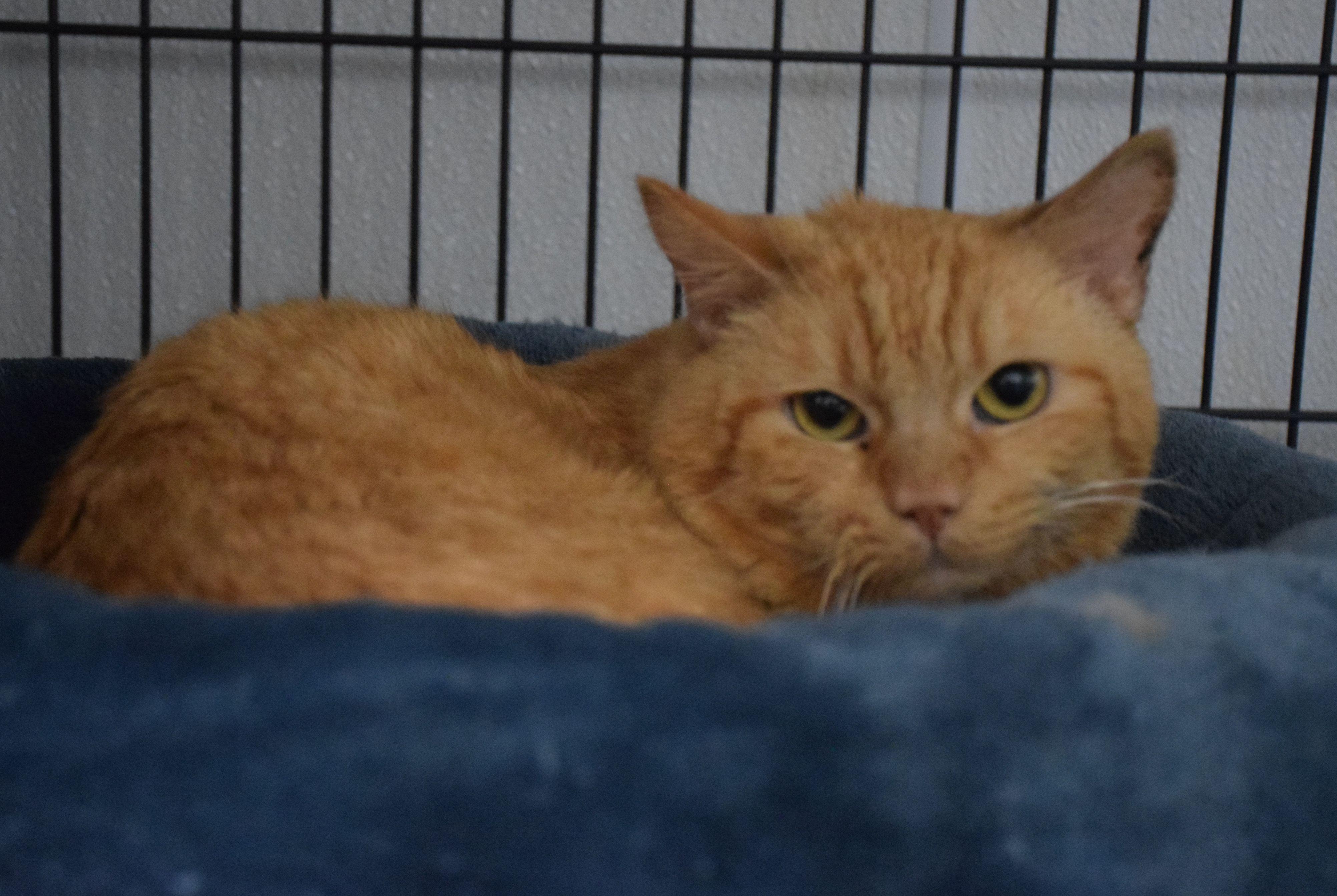 Reggie, ADOPTABLE, Adult Male Tabby.