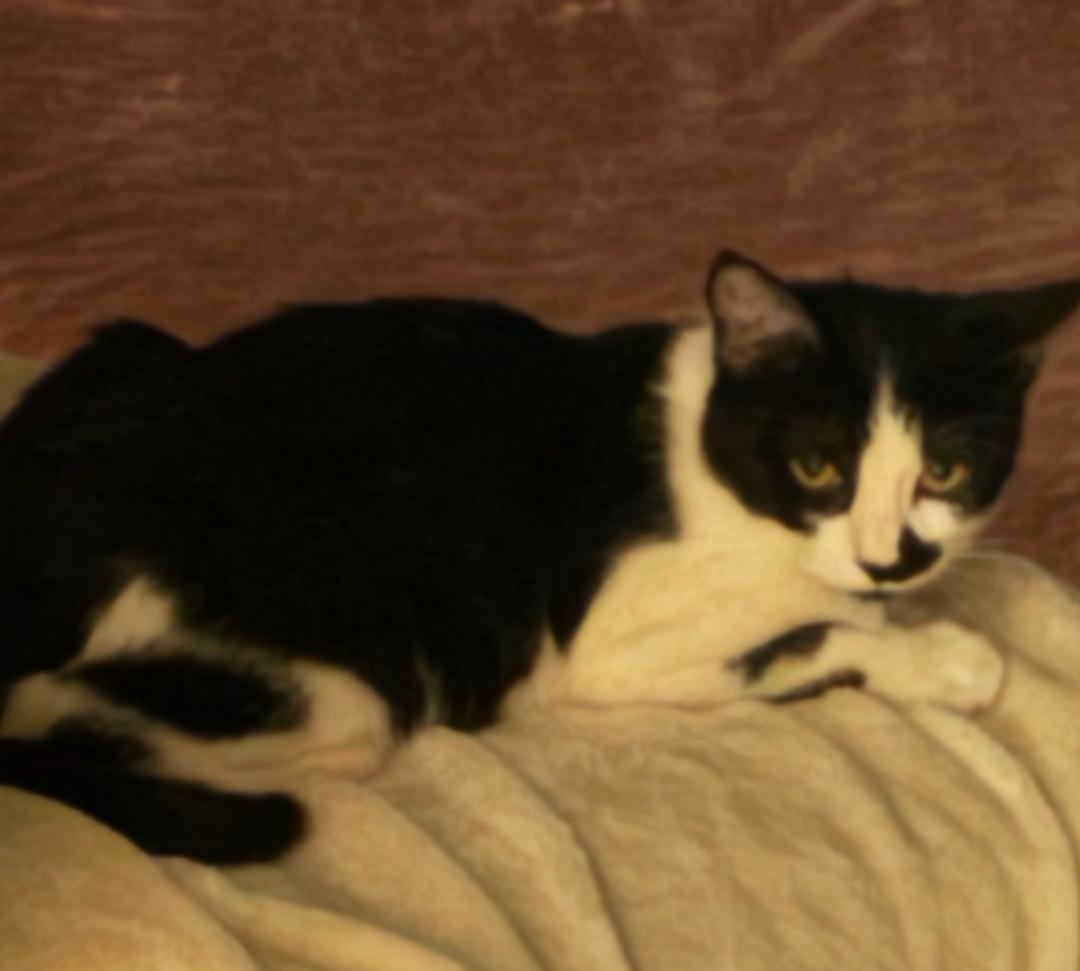 Enlarge Mandi, a Adoptable Domestic Short Hair in Phoenix, AZ image 1/2