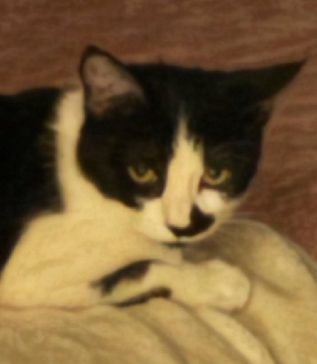 Enlarge Mandi, a Adoptable Domestic Short Hair in Phoenix, AZ image 2/2