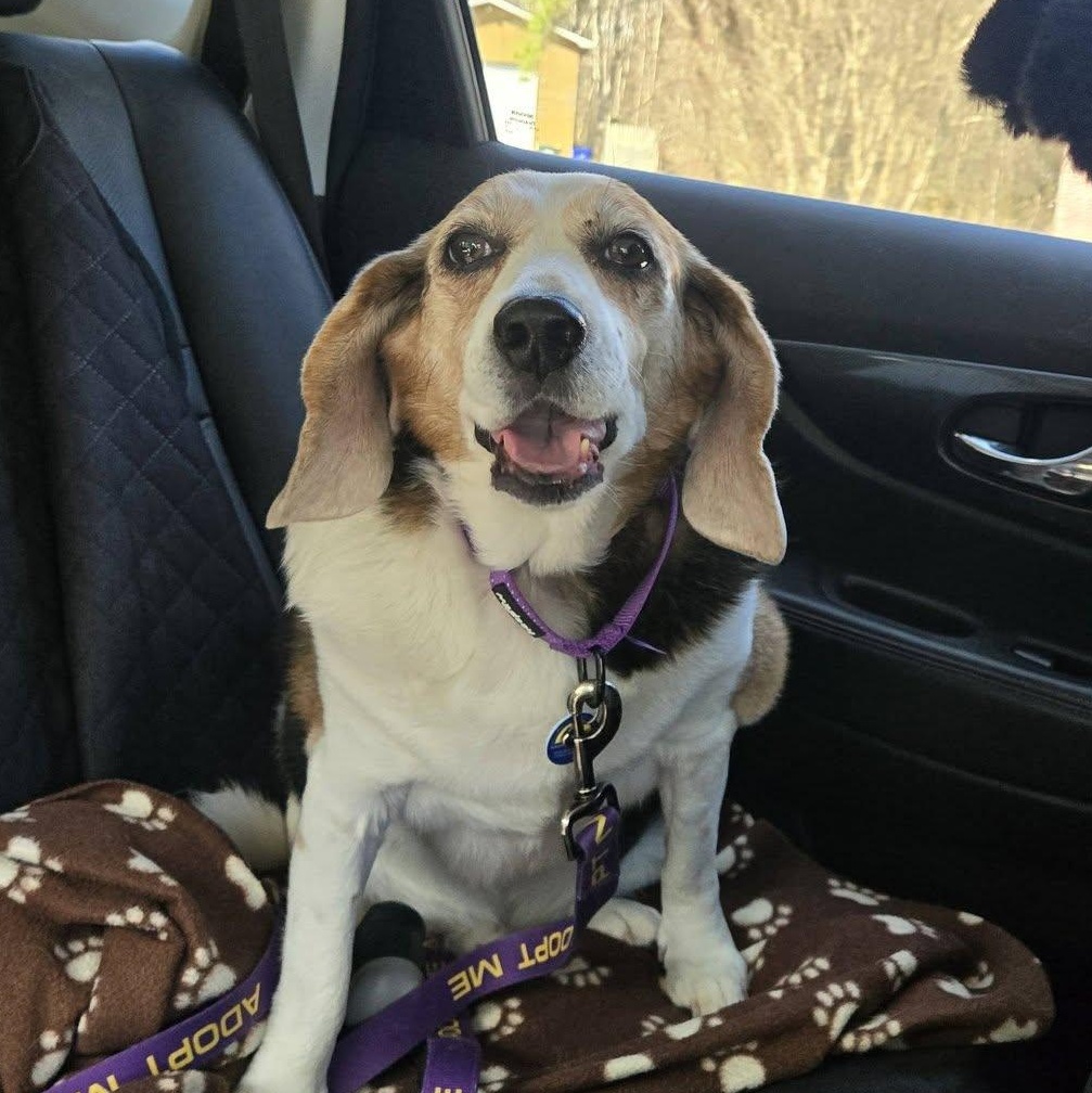 Enlarge Stretch, an adoptable mixed breed in Severn, MD image 1/5