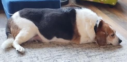 Enlarge Stretch, an adoptable mixed breed in Severn, MD image 3/5