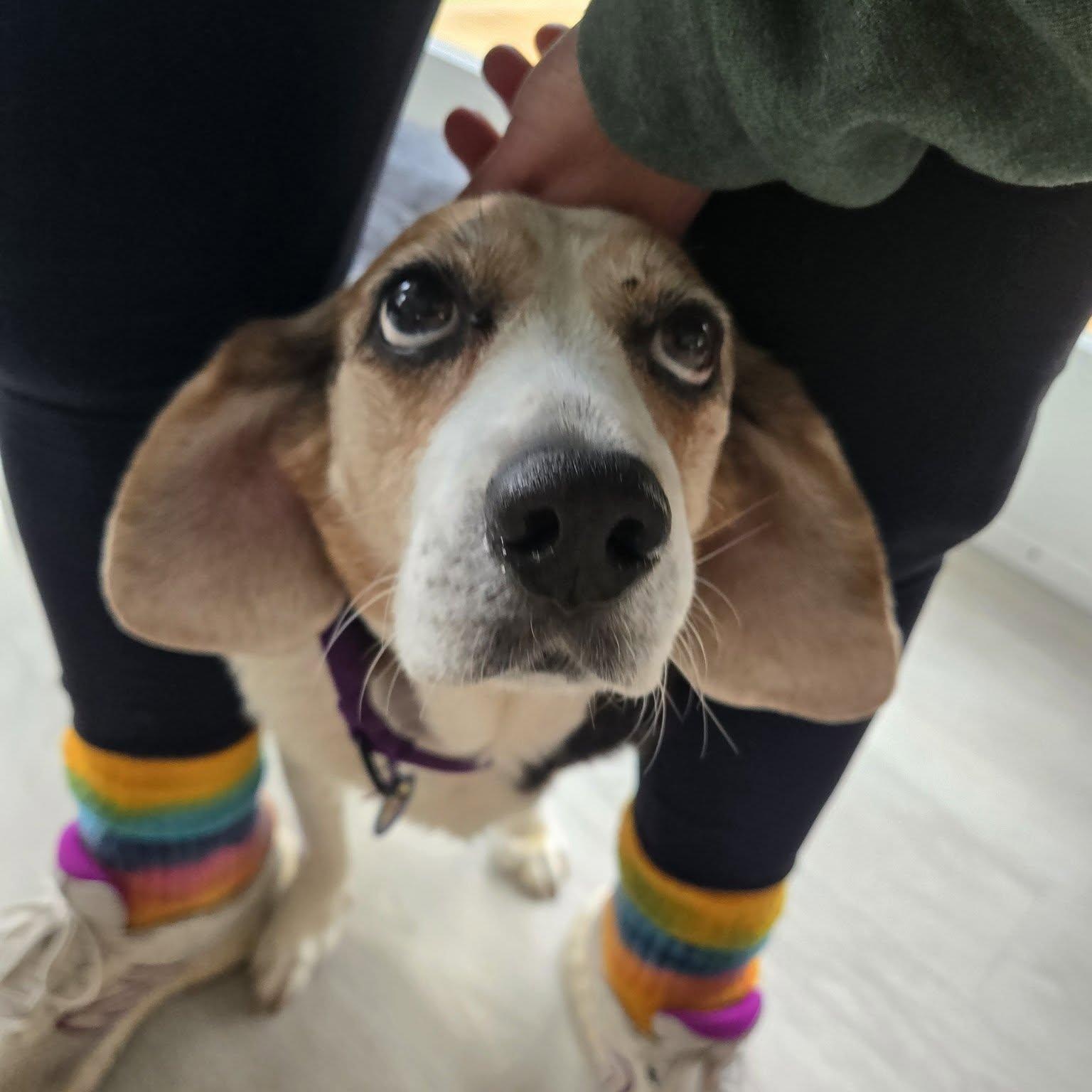 Enlarge Stretch, an adoptable mixed breed in Severn, MD image 6/6