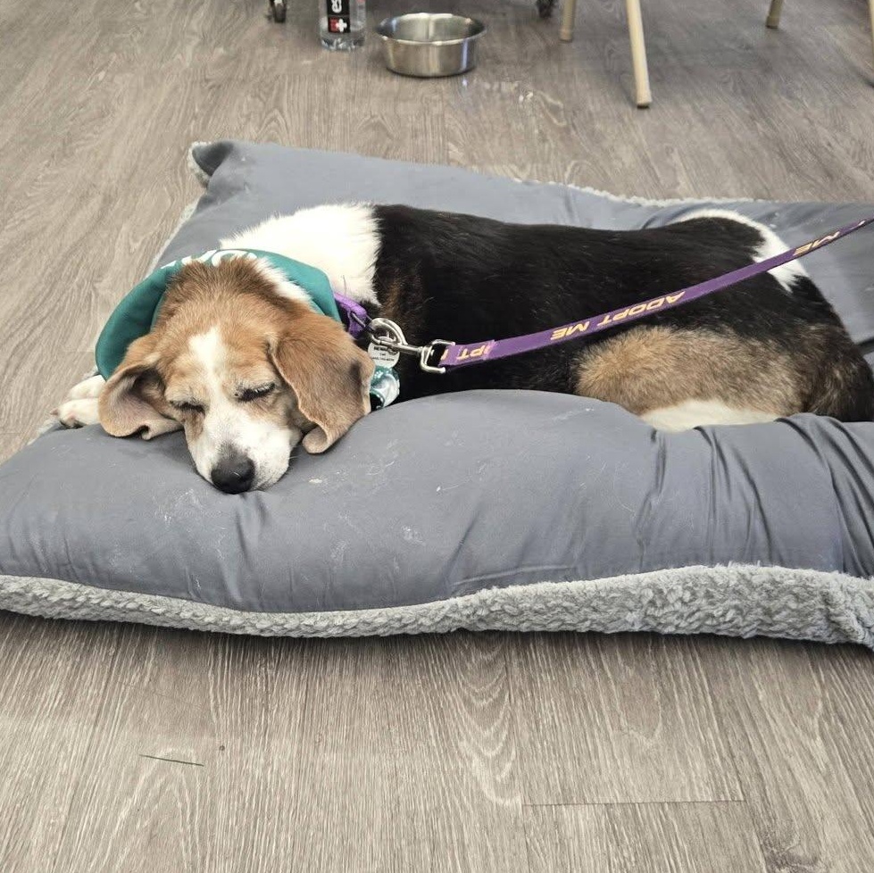 Enlarge Stretch, an adoptable mixed breed in Severn, MD image 5/5