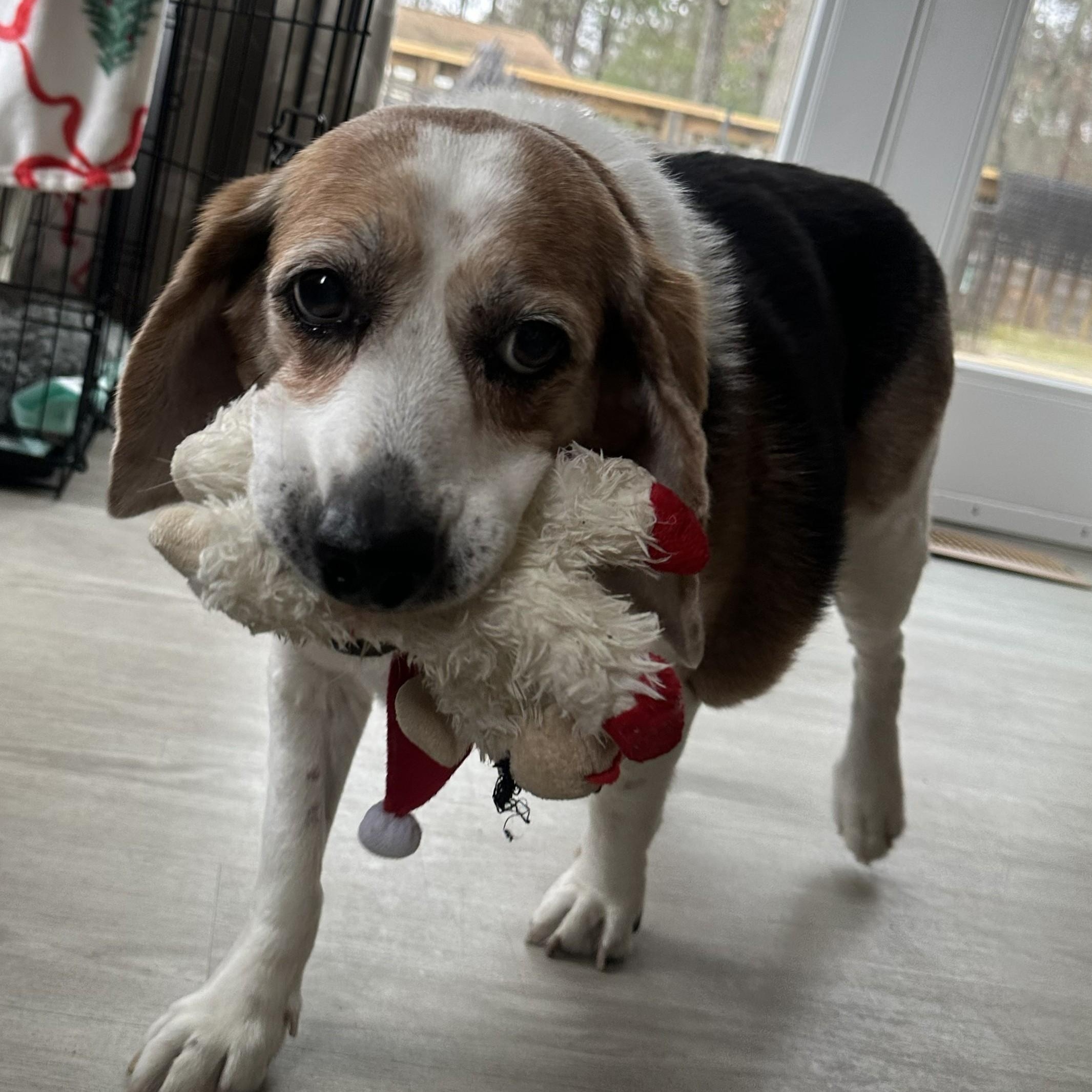 Enlarge Stretch, an adoptable mixed breed in Severn, MD image 2/5