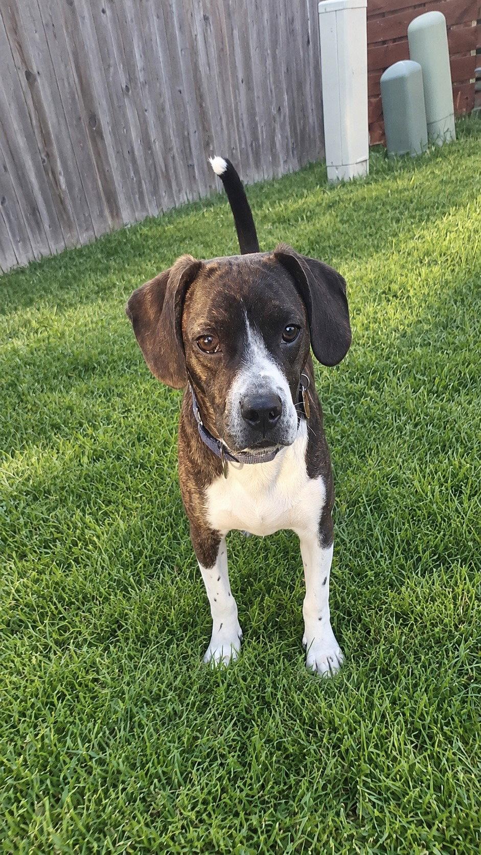 Chachi Boy, Adoptable, Puppy Male Boston Terrier & Beagle.