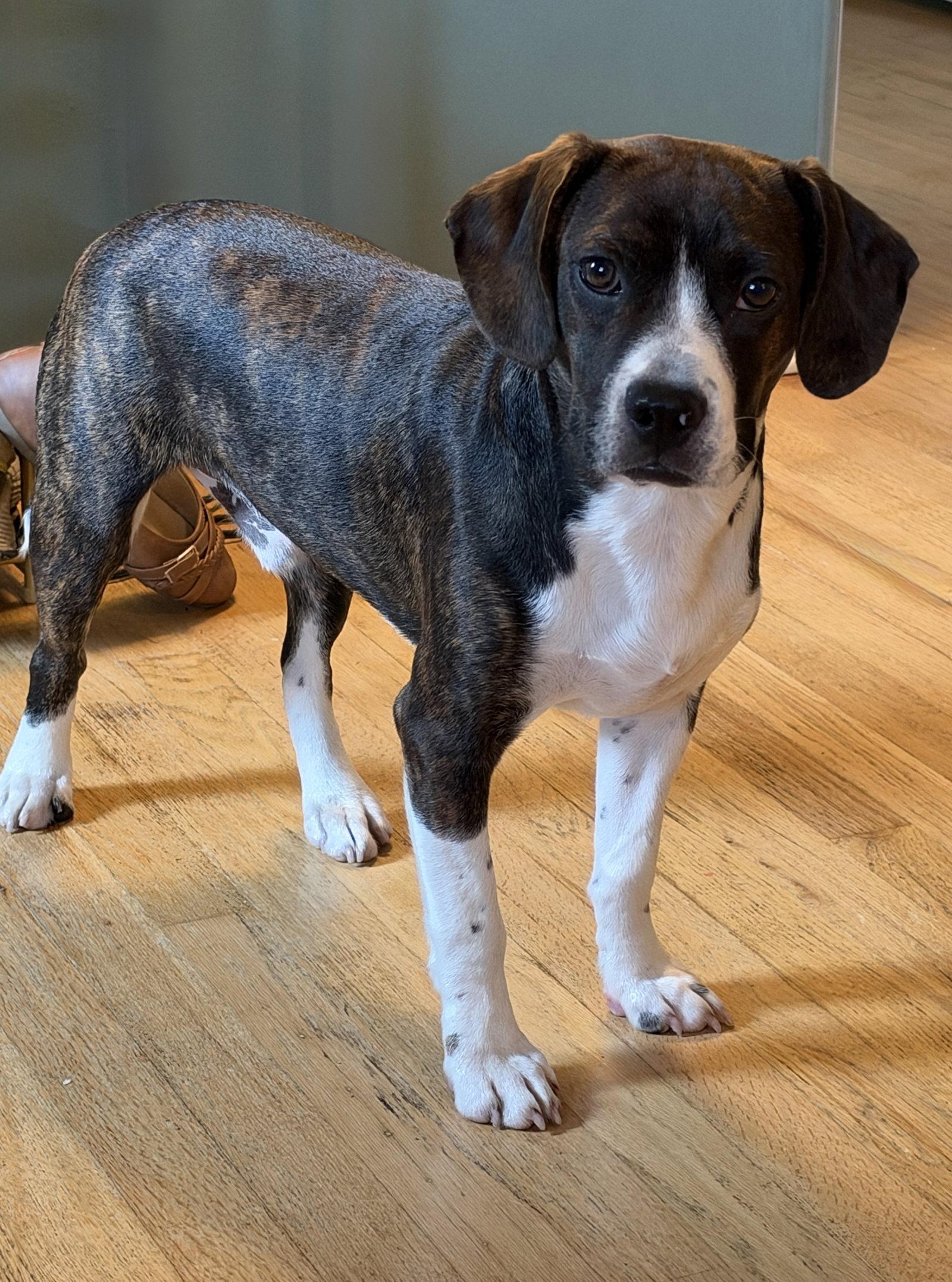Enlarge Chachi Boy, a Adoptable mixed breed in Omaha, NE image 2/3