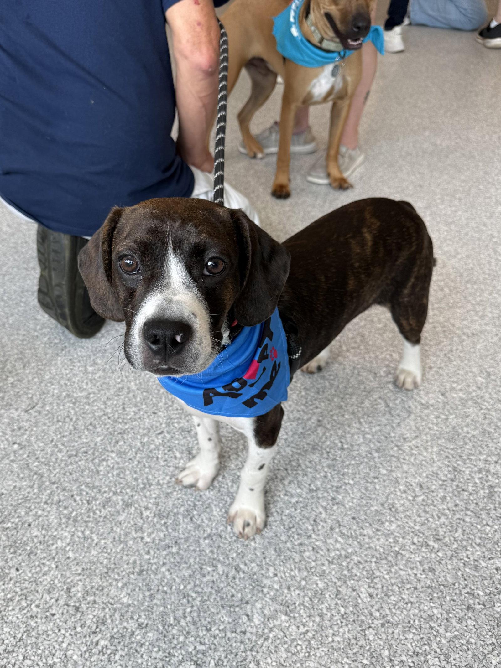 Enlarge Chachi Boy, a Adoptable mixed breed in Omaha, NE image 3/3
