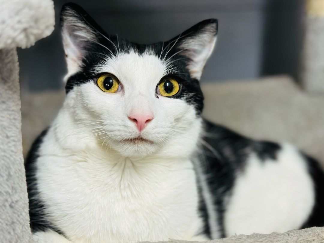 Sky, Adoptable, Young Male Domestic Short Hair.