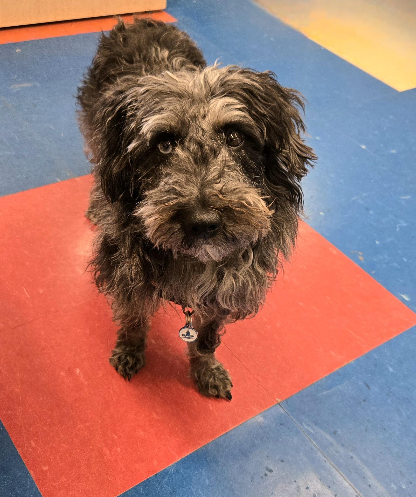 Enlarge Tina, a ADOPTABLE mixed breed in Bowmanville, ON image 1/1