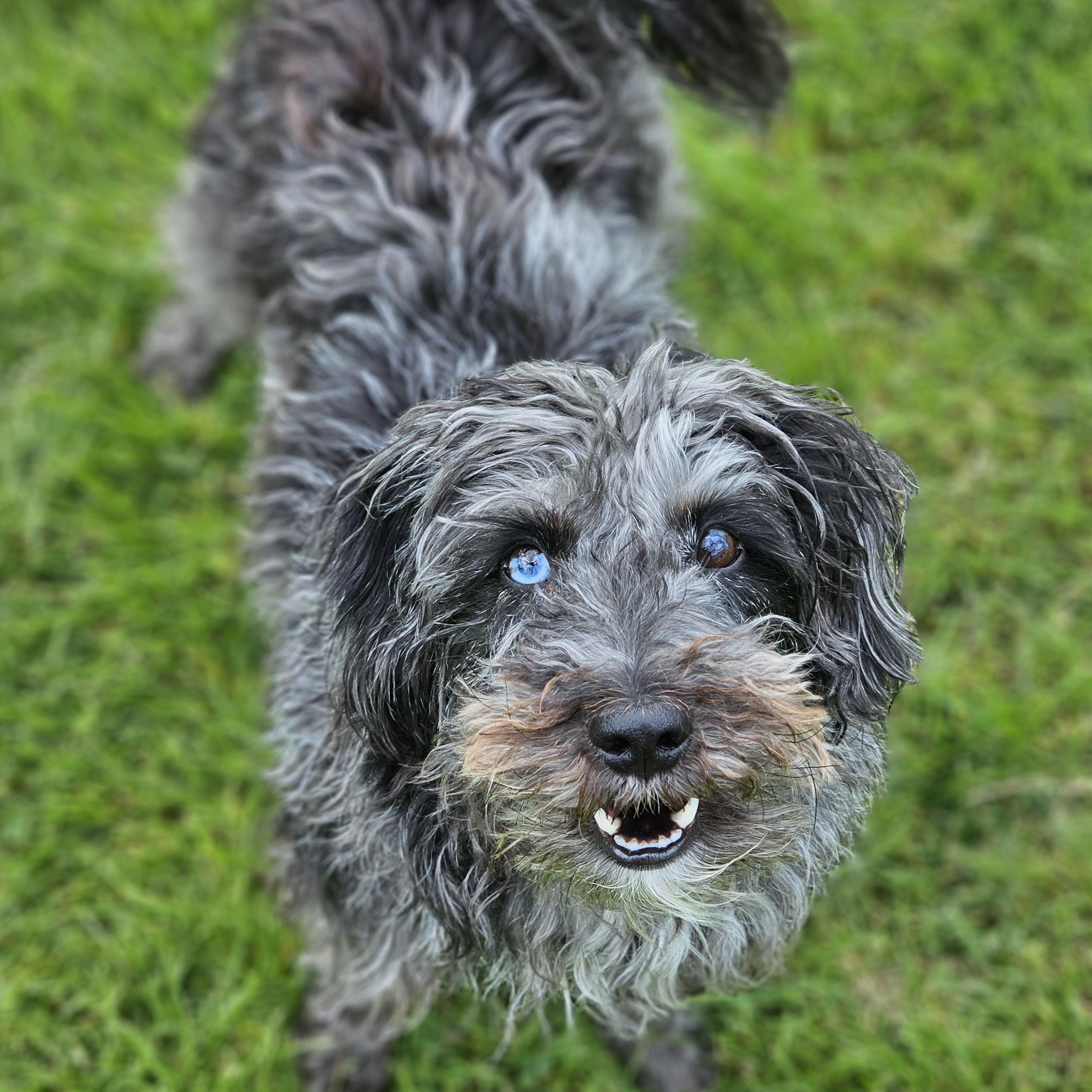 Enlarge Tina, an adopted mixed breed in Bowmanville, ON image 3/3