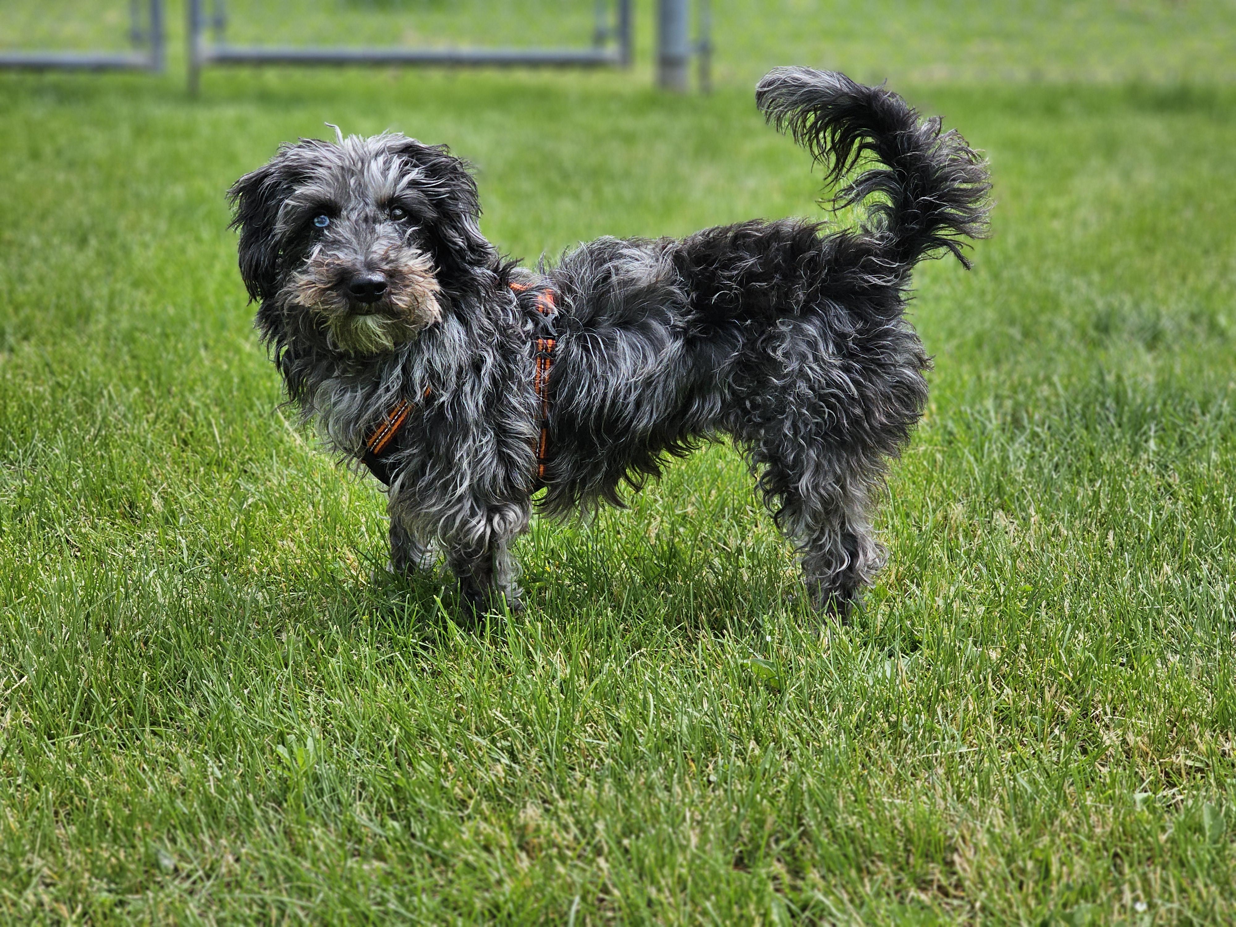 Enlarge Tina, an adopted mixed breed in Bowmanville, ON image 2/3