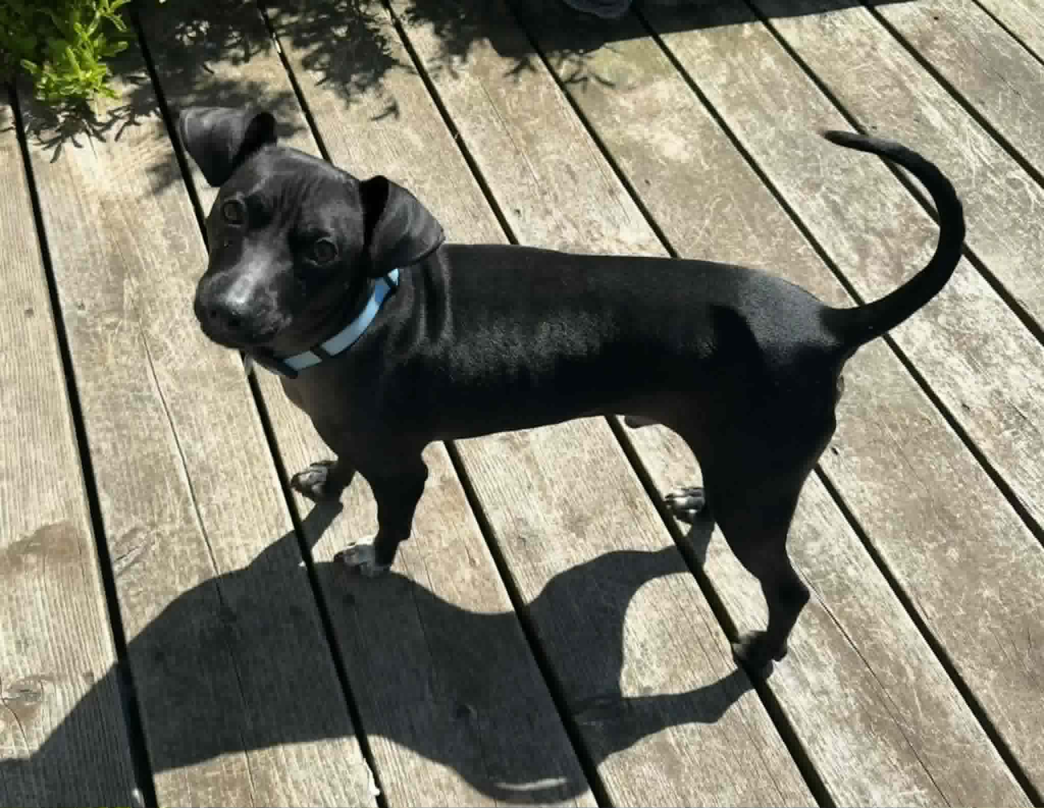 Enlarge Jimbo, a Adoptable mixed breed in Covington, WA image 2/6