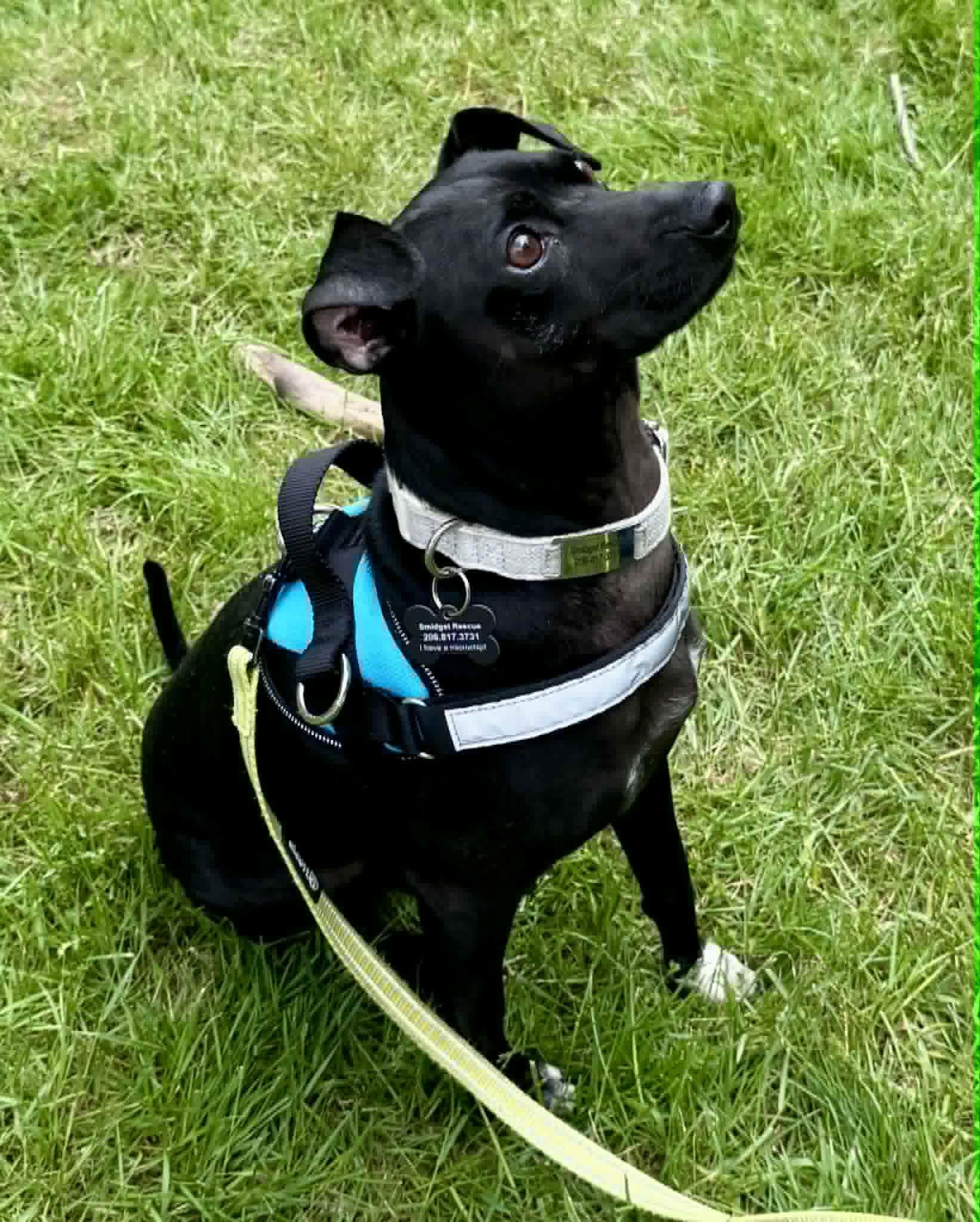 Enlarge Jimbo, a Adoptable mixed breed in Covington, WA image 1/6