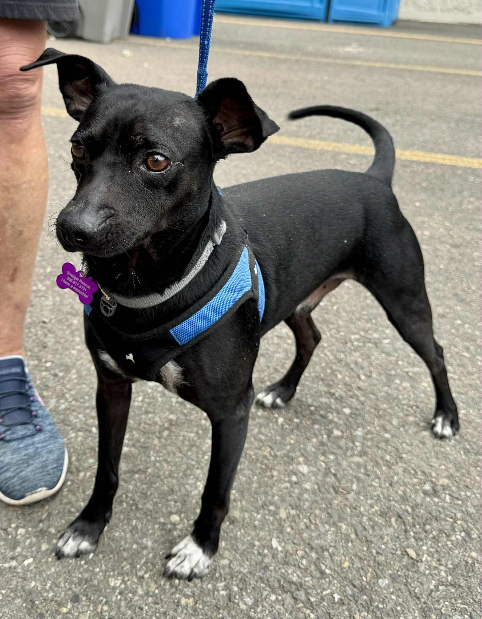 Enlarge Jimbo, a Adoptable mixed breed in Covington, WA image 4/6