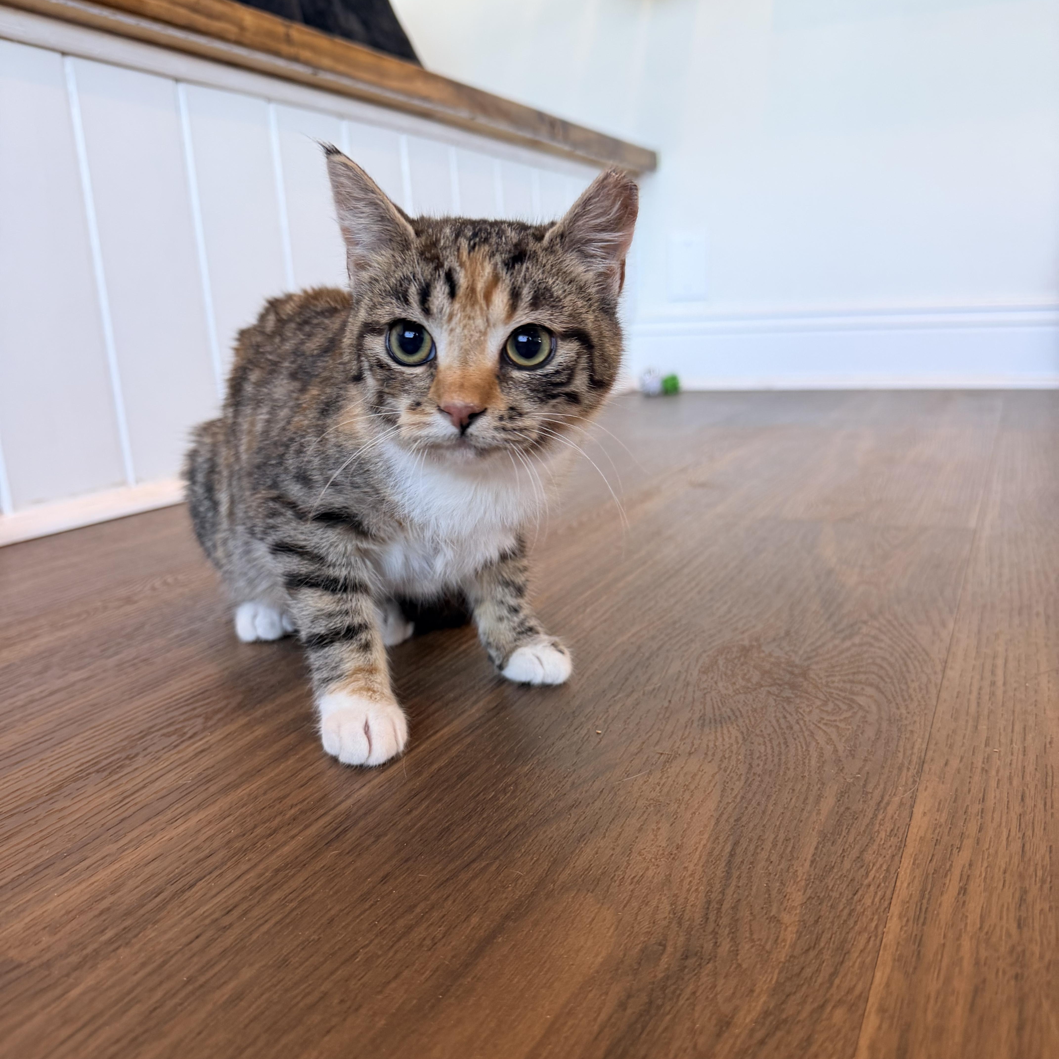 Peach Cobbler , adopted, Kitten Female Domestic Short Hair.