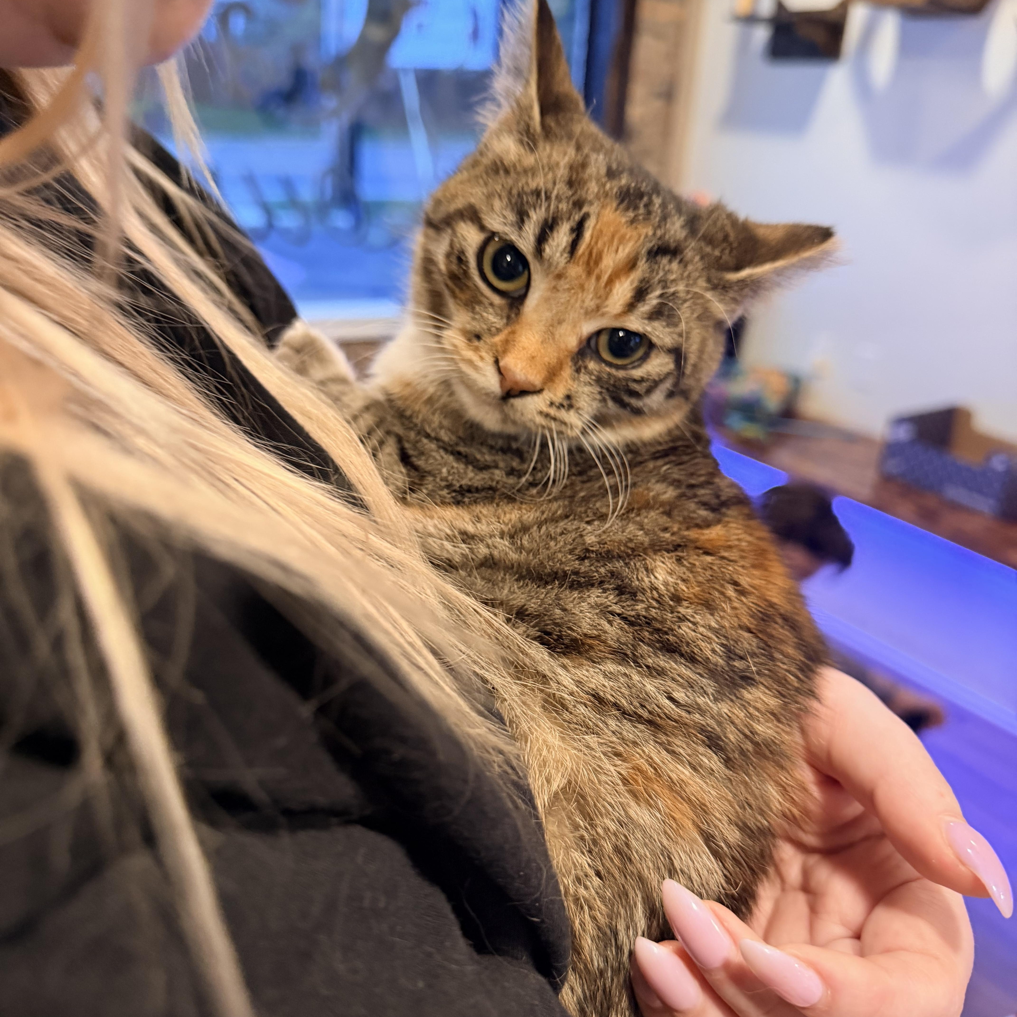 Enlarge Peach Cobbler , an adopted Domestic Short Hair in Bellmawr, NJ image 2/2