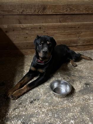 Bruiser, Adoptable, Adult Male Rottweiler & Mixed Breed.