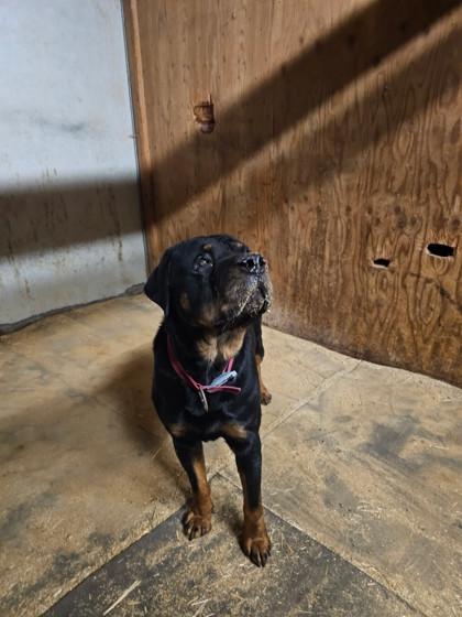 Bruiser, a Adoptable mixed breed in Yakima, WA image 2/3