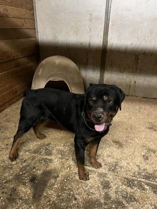 Bruiser, a Adoptable mixed breed in Yakima, WA image 3/3