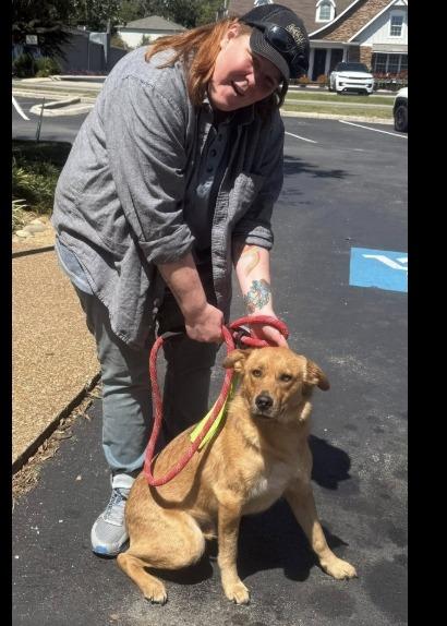 Enlarge Chewy, a Adopted Golden Retriever in Crossville, TN image 2/5
