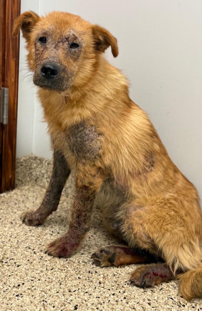 Enlarge Chewy, a Adopted Golden Retriever in Crossville, TN image 4/5