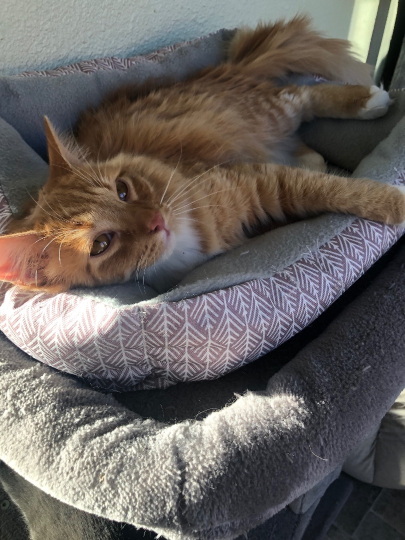 Enlarge Willie, a Adoptable Domestic Long Hair in Prescott, AZ image 3/6