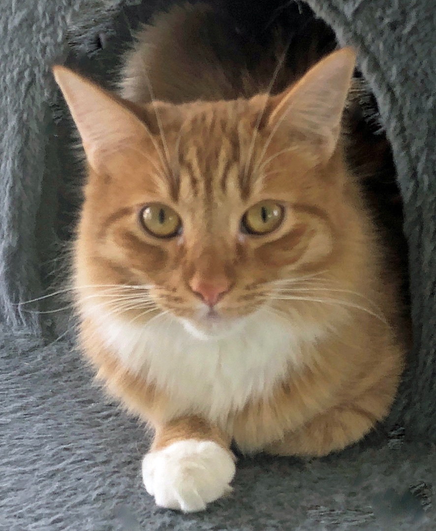 Enlarge Willie, a Adoptable Domestic Long Hair in Prescott, AZ image 4/6