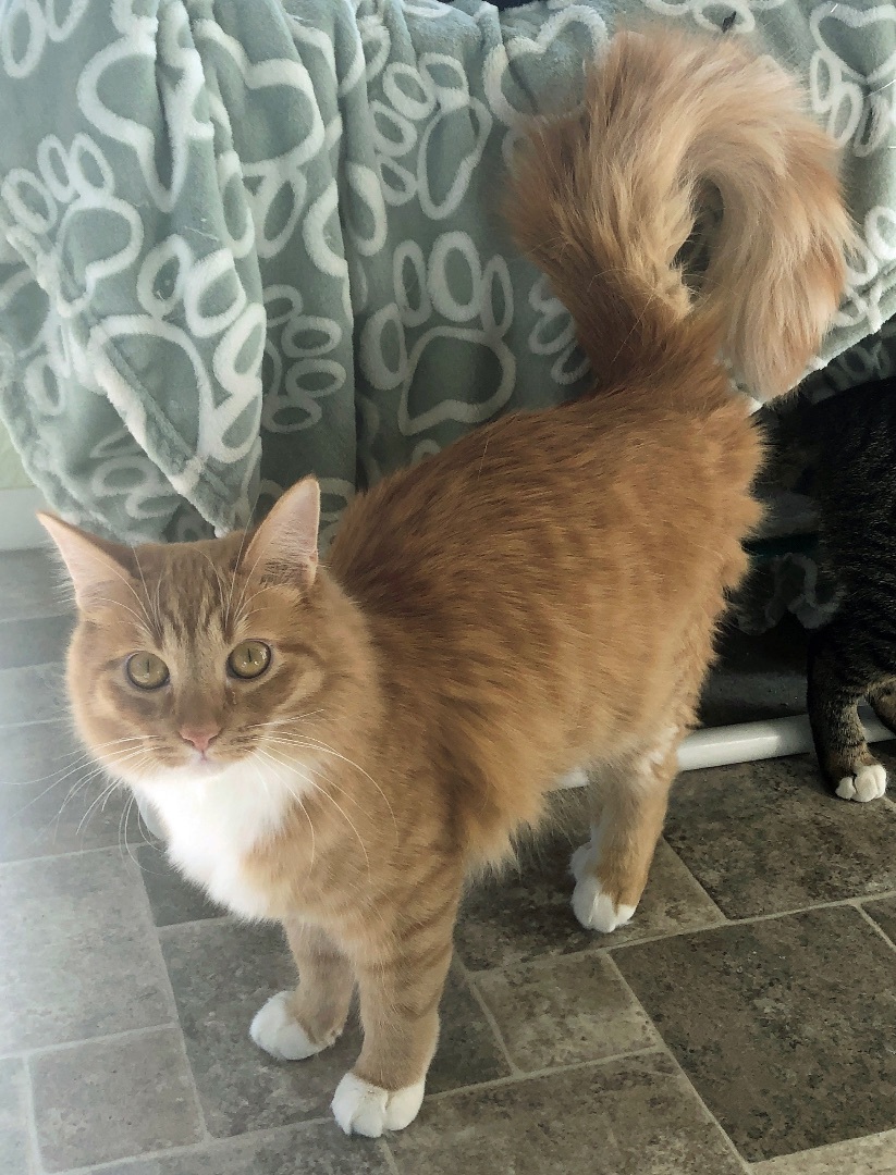 Enlarge Willie, a Adoptable Domestic Long Hair in Prescott, AZ image 2/6