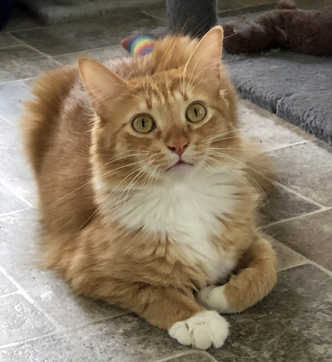 Enlarge Willie, a Adoptable Domestic Long Hair in Prescott, AZ image 1/6