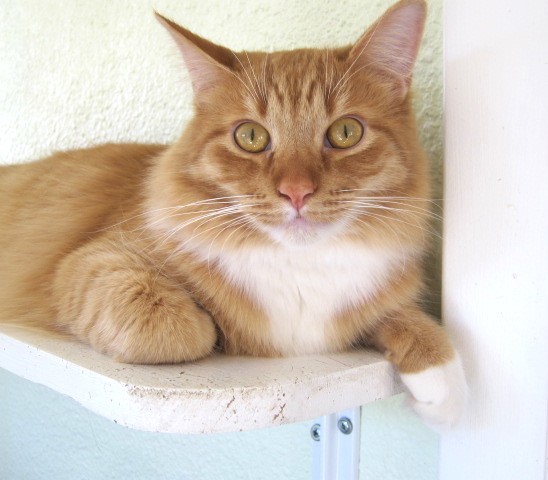 Enlarge Willie, a Adoptable Domestic Long Hair in Prescott, AZ image 5/6