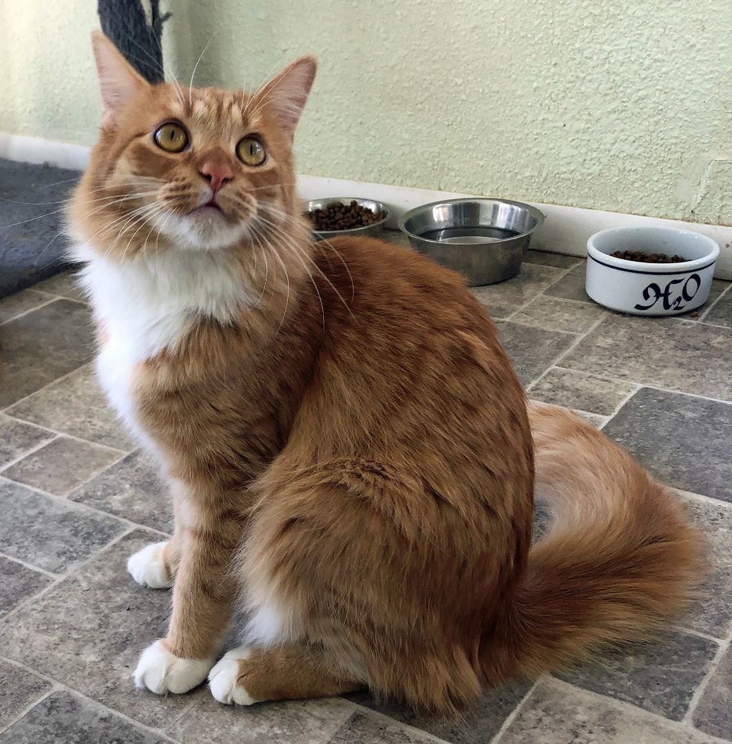Enlarge Willie, a Adoptable Domestic Long Hair in Prescott, AZ image 6/6