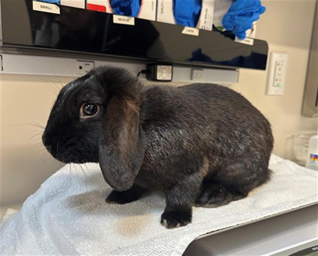 Enlarge LUKE, a Adoptable Rex in San Luis Obispo, CA image 1/1