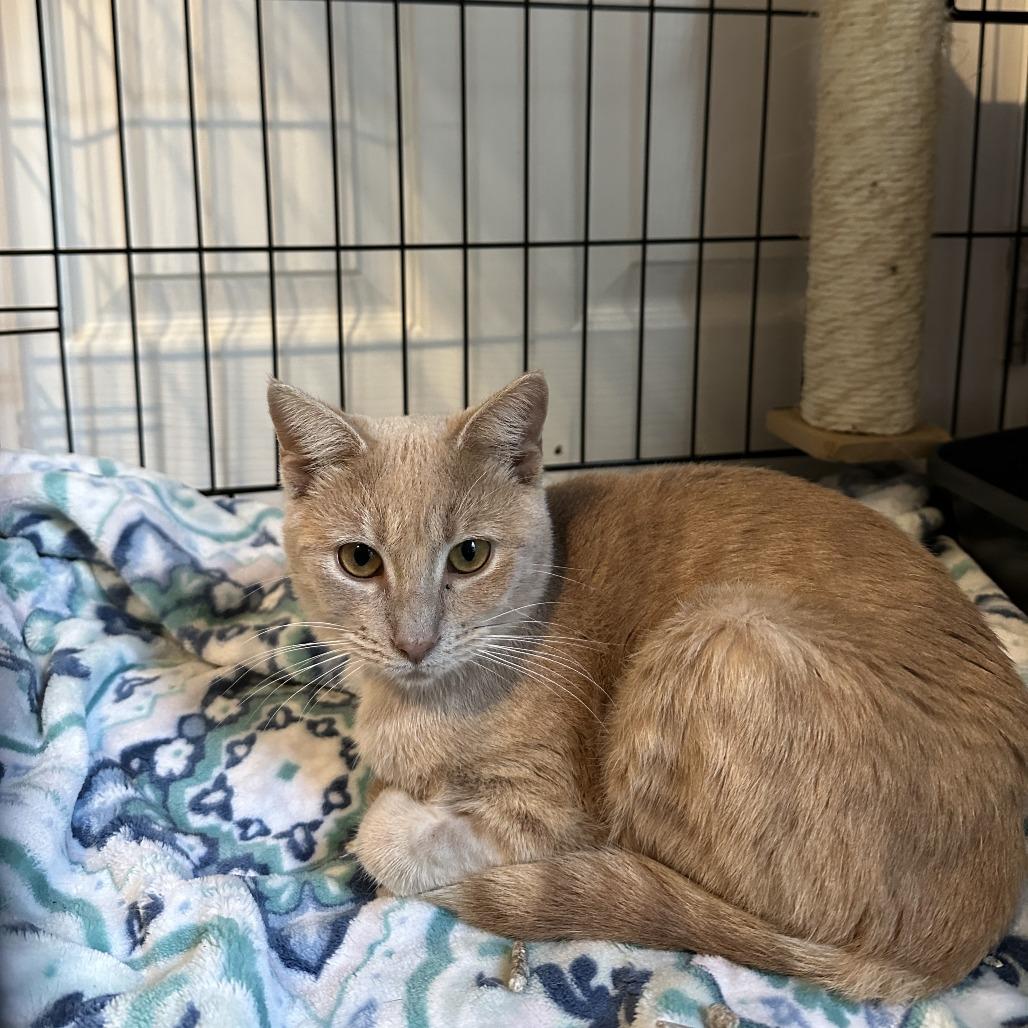 Clementine, a Adoptable Domestic Short Hair in Opelika, AL image 1/2