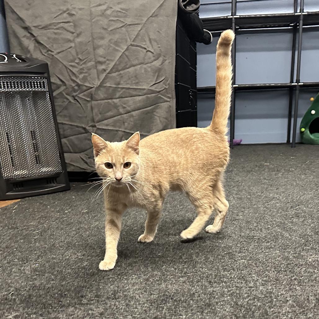 Clementine, a Adoptable Domestic Short Hair in Opelika, AL image 2/2