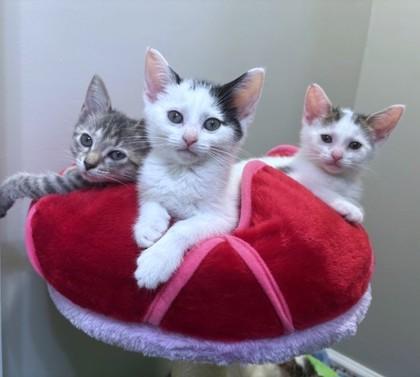 Maggie, Adoptable, Kitten Female Domestic Short Hair & Domestic Short Hair.