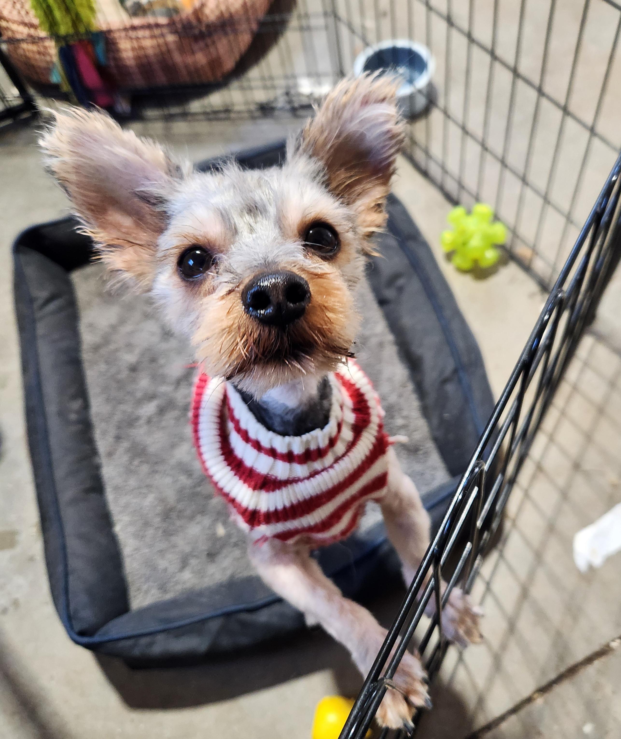 Rocky, adopted, Adult Male Yorkshire Terrier.