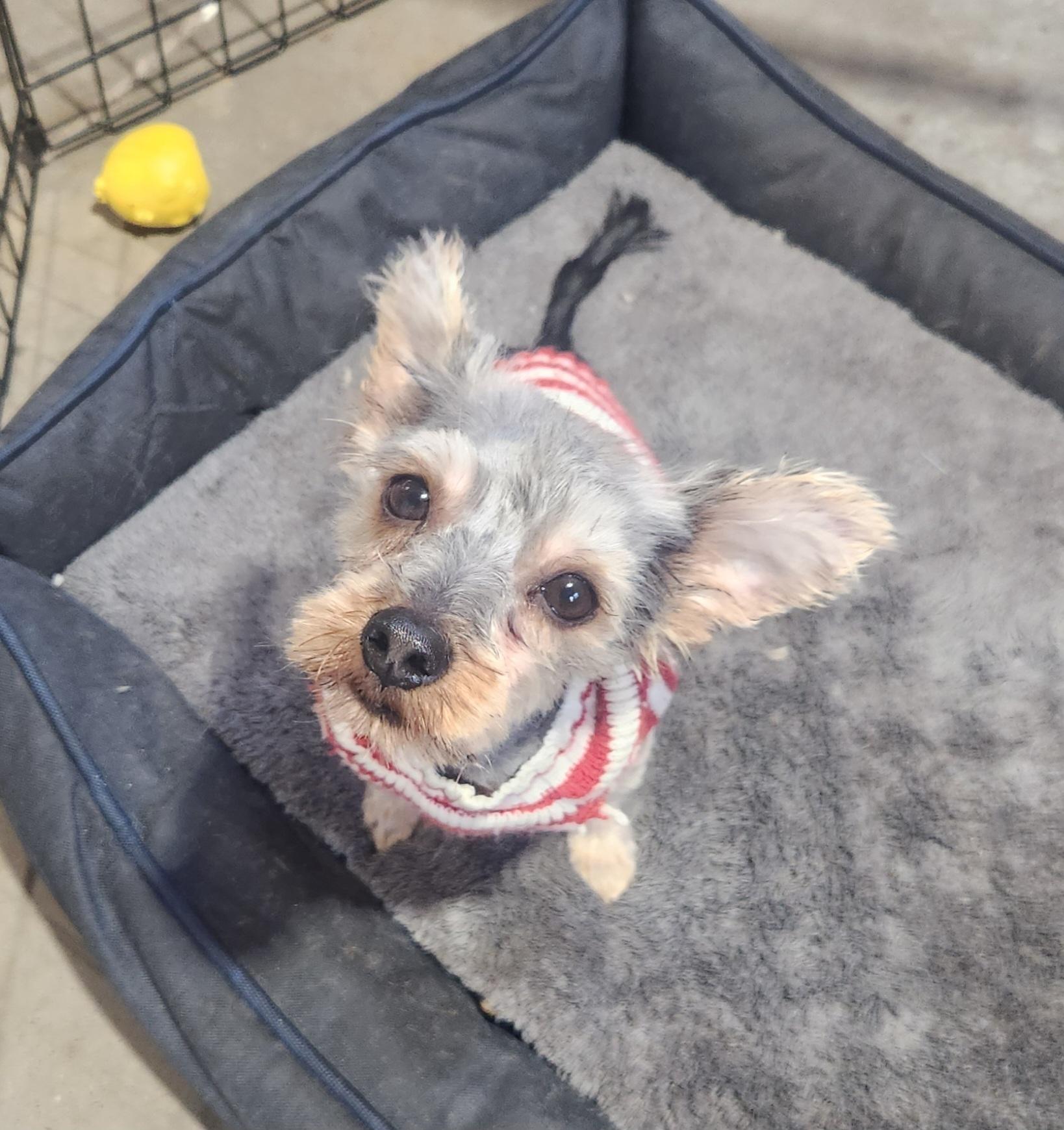 Rocky, an adopted Yorkshire Terrier in Pelzer, SC image 2/4