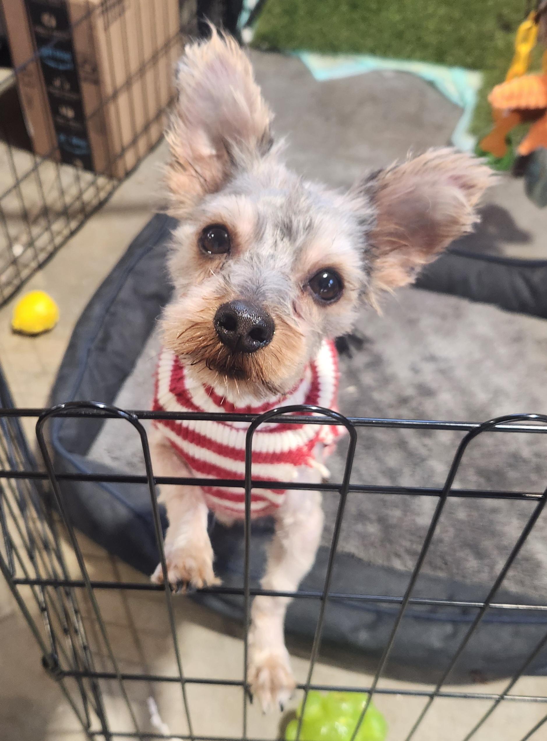Rocky, an adopted Yorkshire Terrier in Pelzer, SC image 3/4