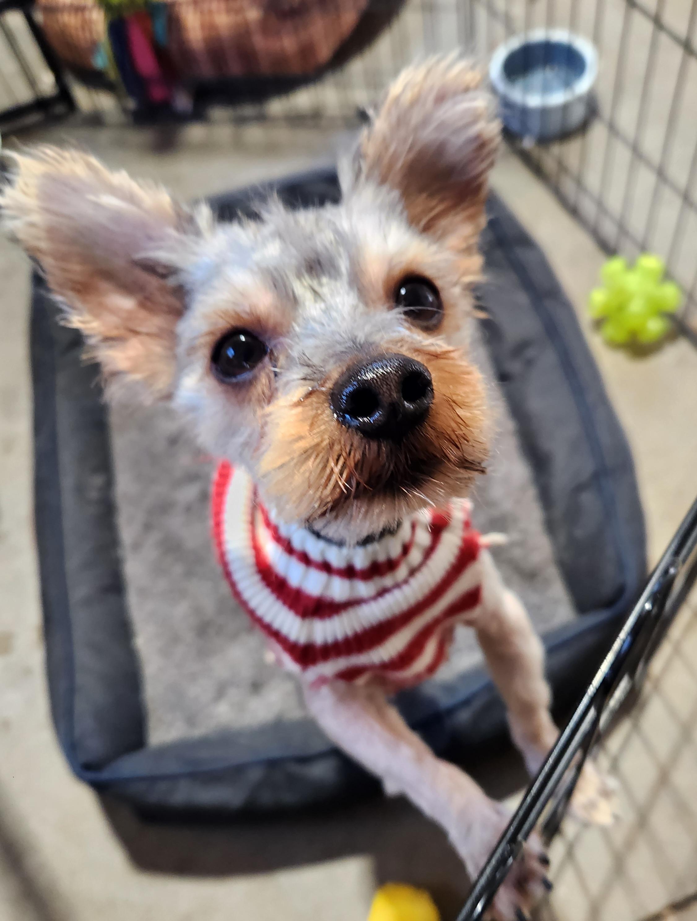 Rocky, an adopted Yorkshire Terrier in Pelzer, SC image 4/4