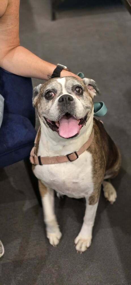 Sophie V - Silver Heart, a Adoptable Boxer in Hewitt, TX image 1/6