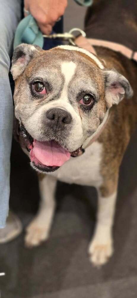 Sophie V - Silver Heart, a Adoptable Boxer in Hewitt, TX image 3/6
